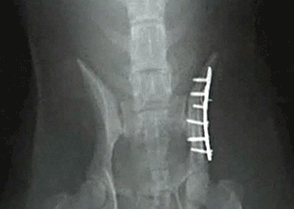 Bambi's X-ray