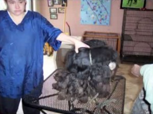 Neglected cocker spaniel