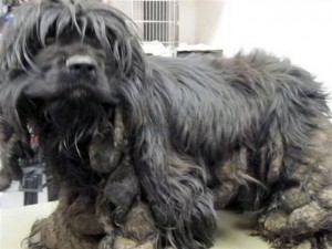 Rescued cocker matted in feces