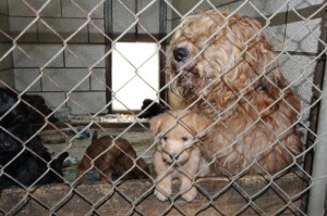 dogs rescued from puppy mill
