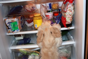 Hoshi Discovers the Refrigerator