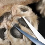 scissoring paws