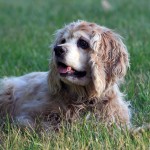 Gabby lying on grass