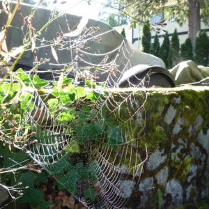 dewy spiderweb at Brentwood Bay