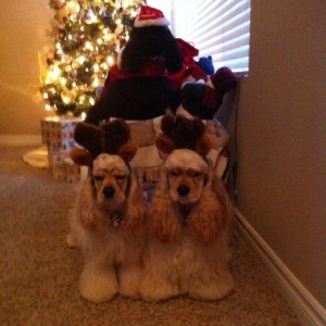 Santa paws is coming to town...