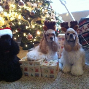 Santa paws and reindogs.