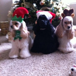 Classy as the Elf, Fenway as Santa Paws, Amelia as the reindog.