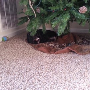 Her favorite spot to nap during the holiday season!