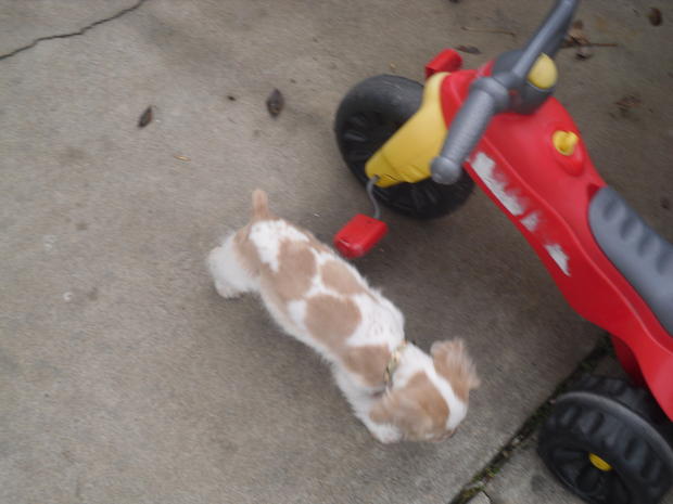Charlie attempting to attack a tricycle.