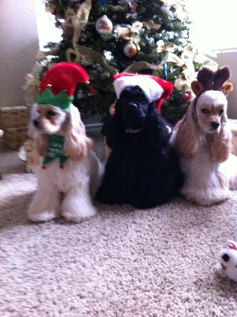 Classy as the Elf, Fenway as Santa Paws, Amelia as the reindog.