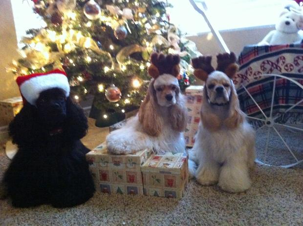 Santa paws and reindogs.