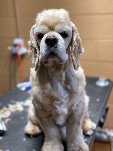 Hoshi after bath and groom