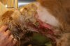 chancewounds4132010.jpg