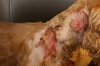 chancewounds4132010b.jpg