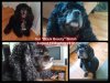 pizap.com10.63824503682553771350917061416.jpg