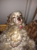 2012.10.26 Bella.jpg