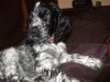 Lexi 9 weeks.jpg