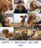 Happy 1st Birthday Milton.jpg