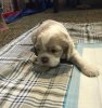 Baxter Puppy 5 weeks.jpg Baxter Puppy 5 weeks.jpg