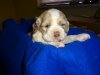Baxter add.jpg