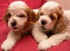 Zimfamily Red and White COcker Spaniel at 8 weeks.jpg