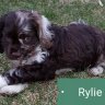 Rylie1