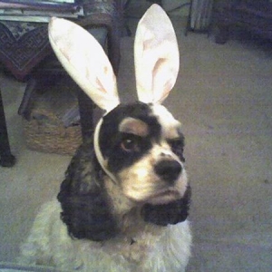 Neither my husband or my dog has forgiven me for buying the bunny ears. But they were only $1!