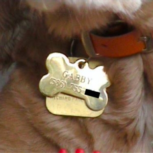 Gabby's New Tag: New gold dog tag from PetSmart
