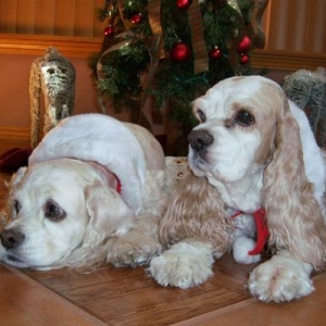 Daffney & Annie Christmas 2008