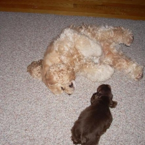 Media 'playswellwithothers' in album 'Cockers Spaniel addiction!'