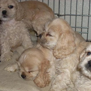 Media 'buffies220' in album 'Cockers Spaniel addiction!'