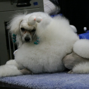This has to be a poodle.