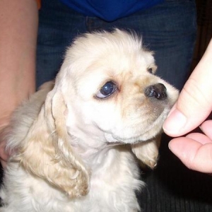 Media 'talk about expressive eyes...' in album 'Cockers Spaniel addiction!'