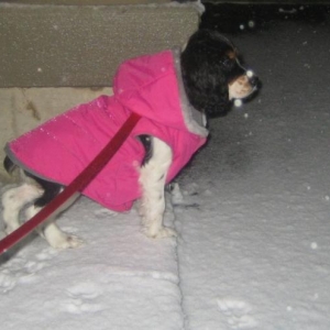 Lola in snow