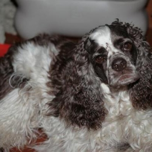 Media 'Odie listening to mom' in album 'Betty's Babies'