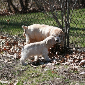 Date: 4/4/2009
I think Gabby was marking a spot in the park when Hoshi interrupted him.