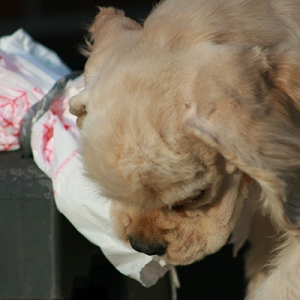 Date: 4/4/2009
Hoshi nibbling on a grocery bag.