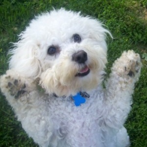One of my favorite pictures of Squishy.. he's doing the Bichon wave