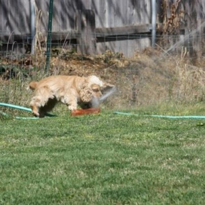 Maddie Having spring fun with the sprinkler