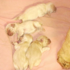 Media 'newborn513' in album 'Cockers Spaniel addiction!'