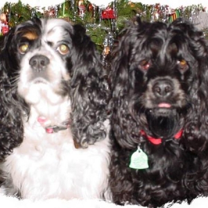Merry Christmas from
Prissilla Rose and Pansy Belle