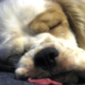 Media 'smushyface' in album 'My furkids'