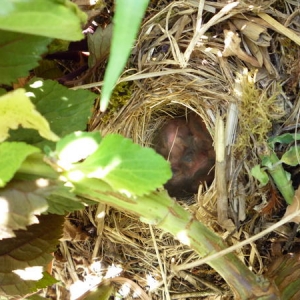 baby birds, can you believe there are four in there?