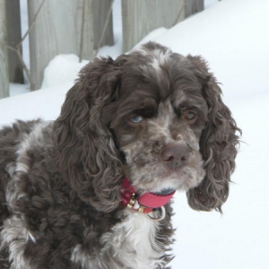 Media 'Deacon and snow  Even though I come from Florida, I love the snow here in Canada.  This was my first snow experience.' in album 'Deacon and Tynan Hardie'