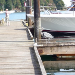 Heron at Pot Browning...he would walk up and down the dock squawking a the intersections