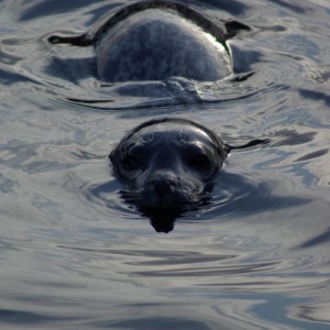 little Harbor seal that hung around boats in Reid Harbor