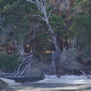 check out the roots on these trees...cool huh