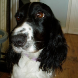 Media 'phebe aug 09' in album 'phebe (My mums cocker spaniel)'