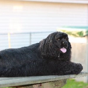 Riley on the Picnic table