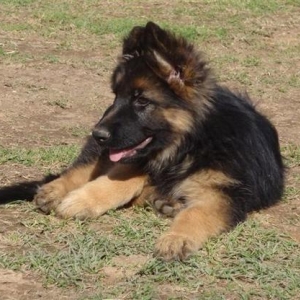 Media 'Isolde' in album 'Isolde Our Longhaired GSD'